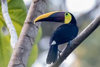 Tucán pechigualdo (Toucan tocard) Golfo Dulce - Costa Rica