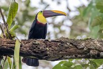 Tucán pechigualdo (Toucan tocard) Golfo Dulce - Costa Rica