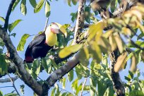 Tucán pechigualdo (Toucan tocard) Golfo Dulce - Costa Rica