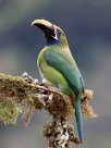 Tucanete gorjiazul (Toucanet à gorge bleue) Chirripo - Costa Rica