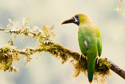 Tucanete gorjiazul (Toucanet à gorge bleue)_231206_6062-2 null