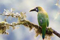 Tucanete gorjiazul (Toucanet à gorge bleue) Chirripo - Costa Rica