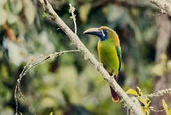Tucanete gorjiazul (Toucanet à gorge bleue)_231208_6252-2 null