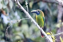 Tucanete gorjiazul (Toucanet à gorge bleue) Chirripo - Costa Rica