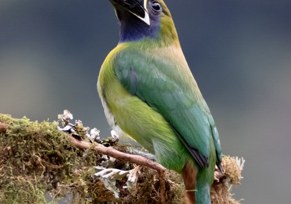 Toucanet à gorge bleue