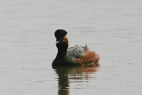 grebe_a_cou_noir_01b