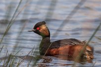 grebe_a_cou_noir_05