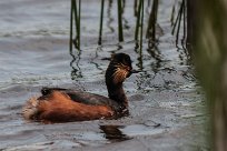 grebe_a_cou_noir_07