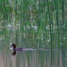 grebe_castagneux_01