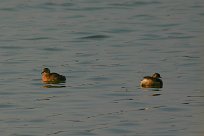 grebe_castagneux_02