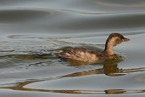 grebe_castagneux_05