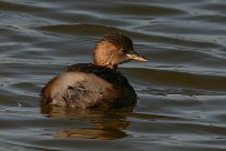 grebe_castagneux_11