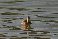 grebe_castagneux_12