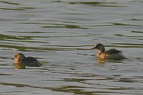 grebe_castagneux_13