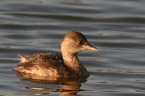 grebe_castagneux_15