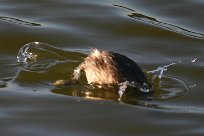 grebe_castagneux_17