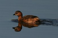 grebe_castagneux_20