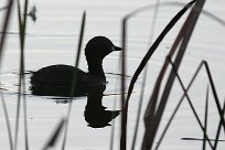 grebe_castagneux_21