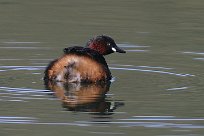 grebe_castagneux_22