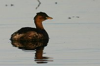 grebe_castagneux_23