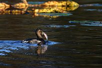 grebe_castagneux_24