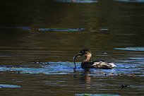 grebe_castagneux_25