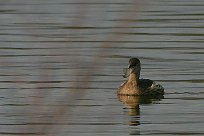 grebe_castagneux_27