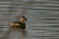 grebe_castagneux_28