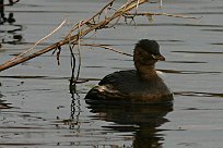 grebe_castagneux_29