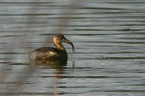 grebe_castagneux_30