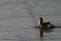 grebe_castagneux_32