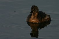 grebe_castagneux_36