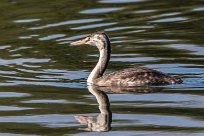 Grebe huppé Juvénile