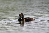 grebe_huppe_04