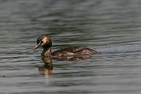 grebe_huppe_06