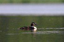 grebe_huppe_09