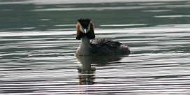 grebe_huppe_11