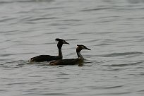 grebe_huppe_13