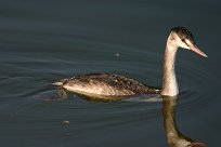 grebe_huppe_16