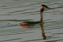 grebe_huppe_18