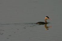 grebe_huppe_19