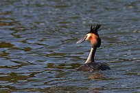 grebe_huppe_33