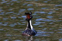 grebe_huppe_36