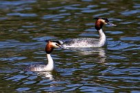 grebe_huppe_38