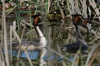 grebe_huppe_39