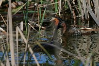 grebe_huppe_40