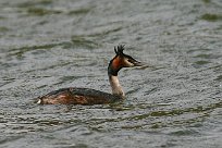 grebe_huppe_41