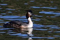 grebe_huppe_44