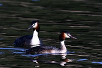 grebe_huppe_45