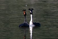 grebe_huppe_46